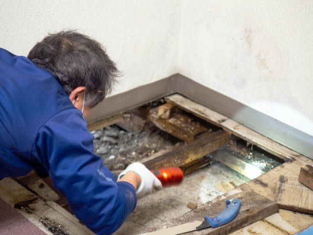Best Professional Mold Removal  in Shadyside, OH