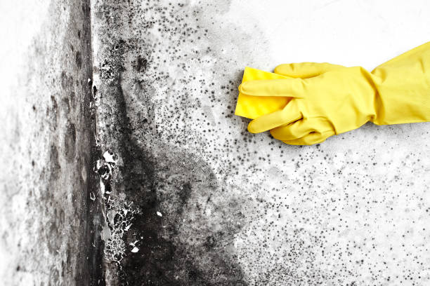 Office Mold Removal Services in Shadyside, OH