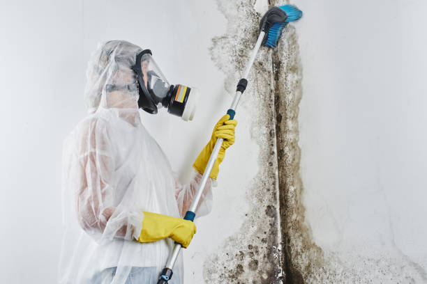 Best Fast Mold Removal  in Shadyside, OH