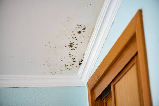 Best Mold Remediation Experts  in Shadyside, OH