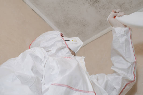 Best Black Mold Removal  in Shadyside, OH