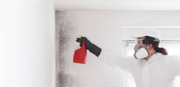 Best Certified Mold Removal  in Shadyside, OH