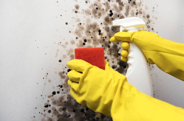 Best Mold Cleaning Services  in Shadyside, OH