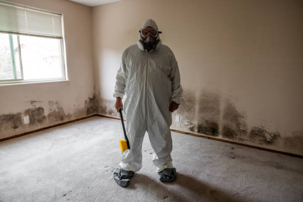 Professional Mold Removal in Shadyside, OH