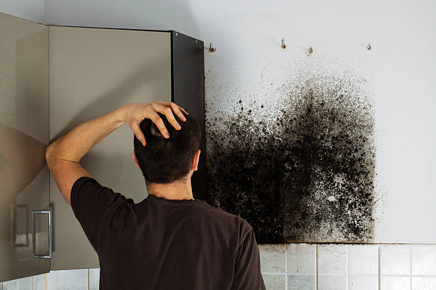 Best Same-Day Mold Removal  in Shadyside, OH