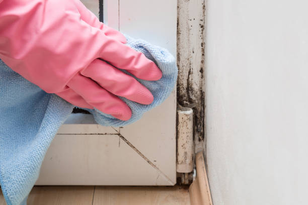 Best Affordable Mold Removal  in Shadyside, OH