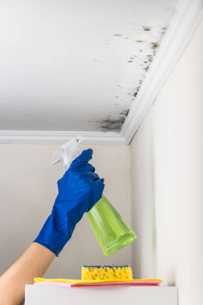 Best Commercial Mold Removal  in Shadyside, OH